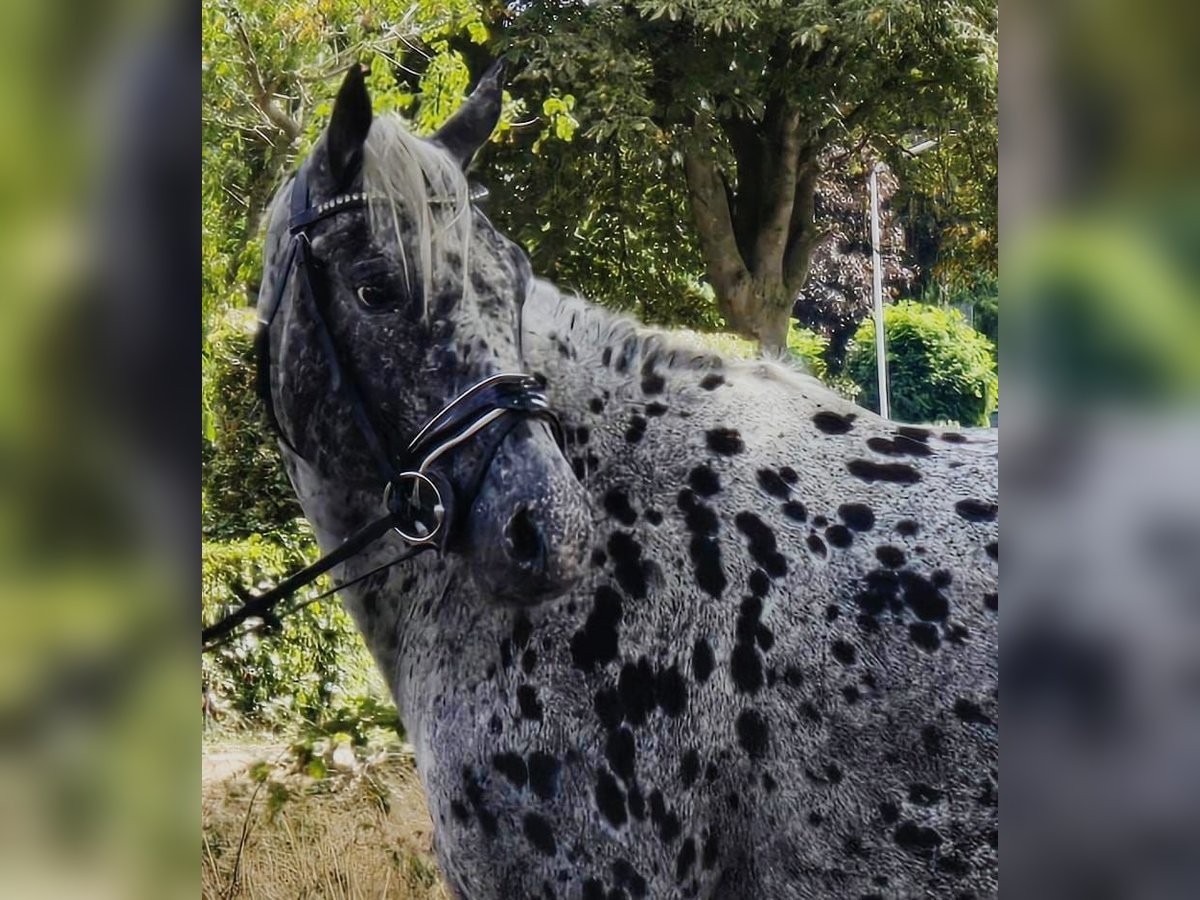 Appaloosa Giumenta 10 Anni 157 cm in Someren