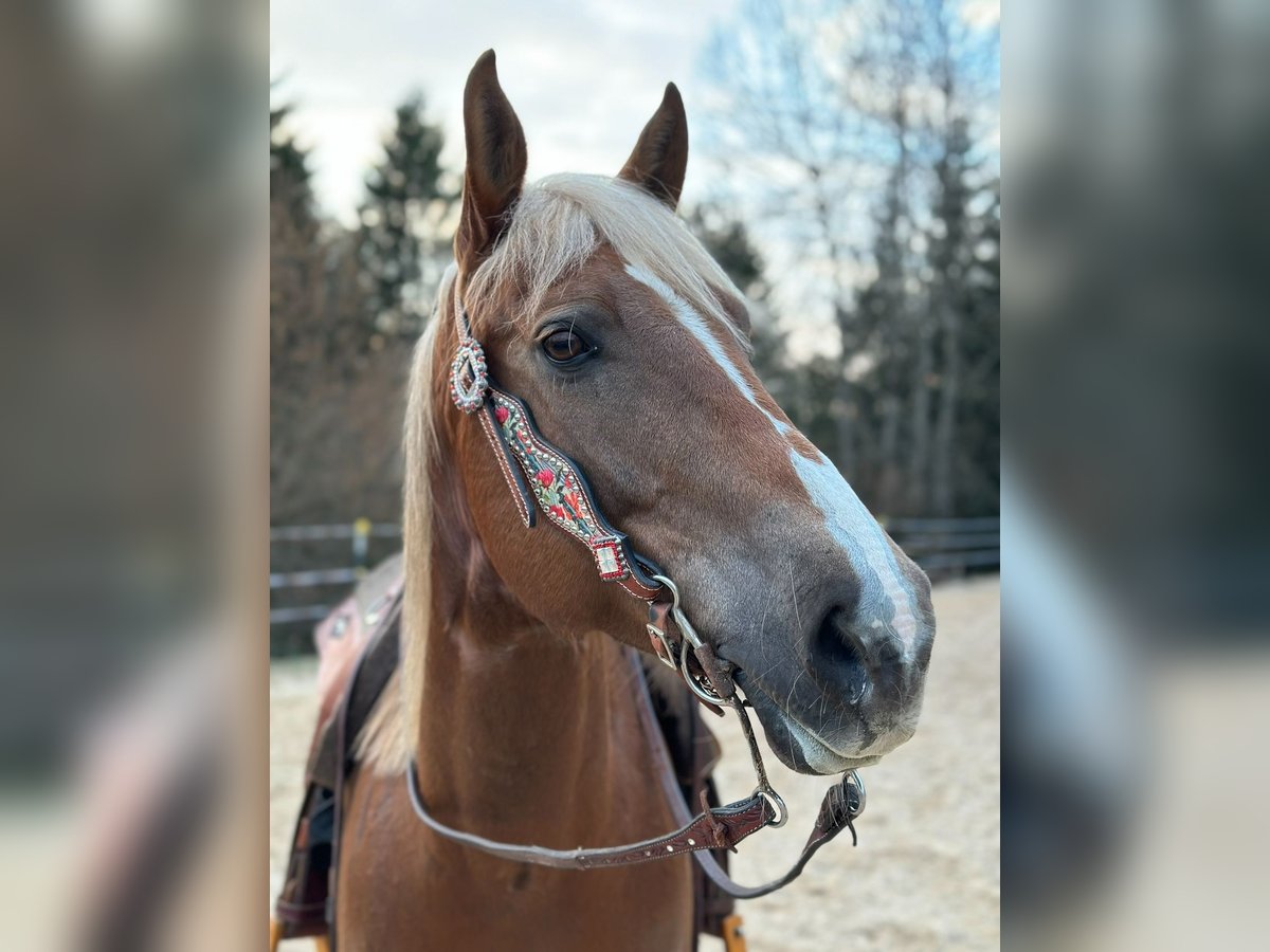 Appaloosa Giumenta 11 Anni 150 cm Sauro in Rettenbach