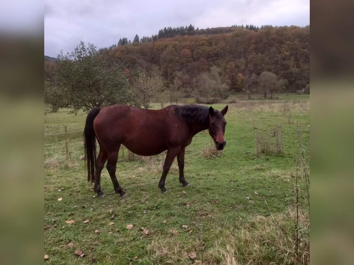 Appaloosa Giumenta 12 Anni 150 cm Baio scuro in Adenau