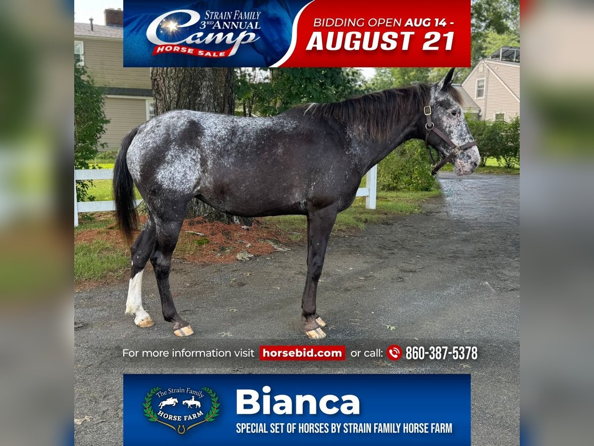 Appaloosa Giumenta 13 Anni 145 cm Morello in Granby, CT