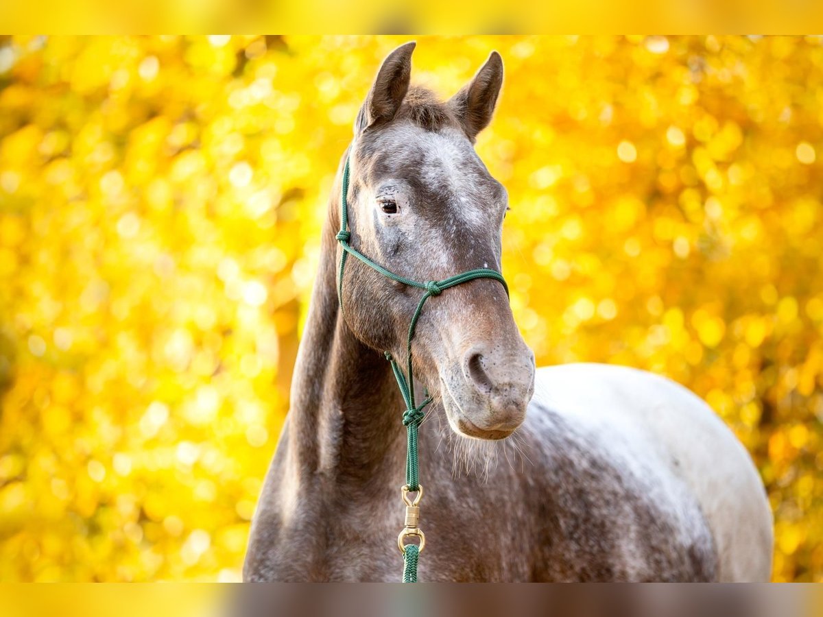 Appaloosa Mix Giumenta 13 Anni 148 cm Roano rosso in Burgwedel