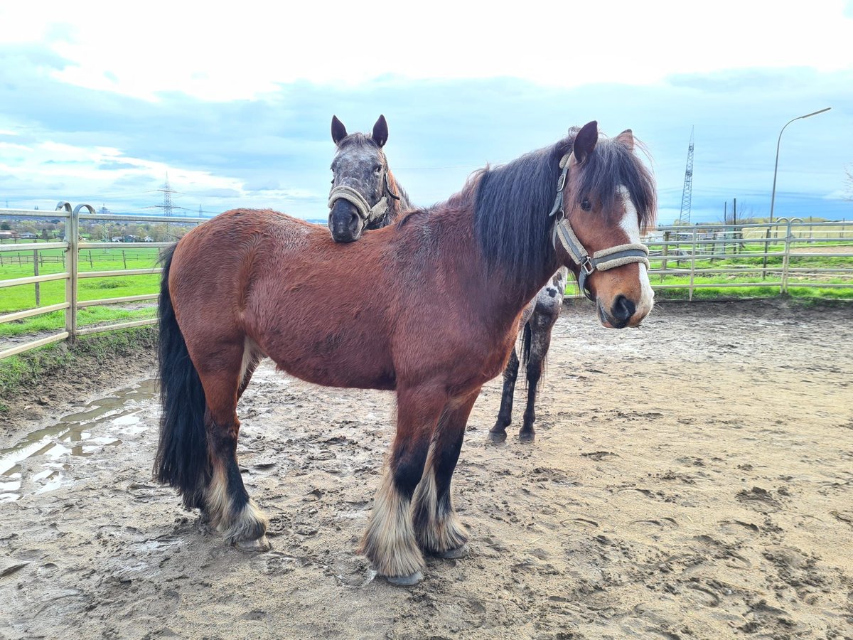 Appaloosa Giumenta 13 Anni 149 cm Pezzato in Hürth