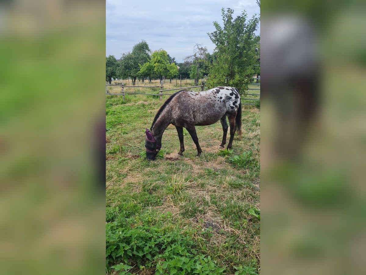 Appaloosa Giumenta 14 Anni 149 cm Leopard in Hürth