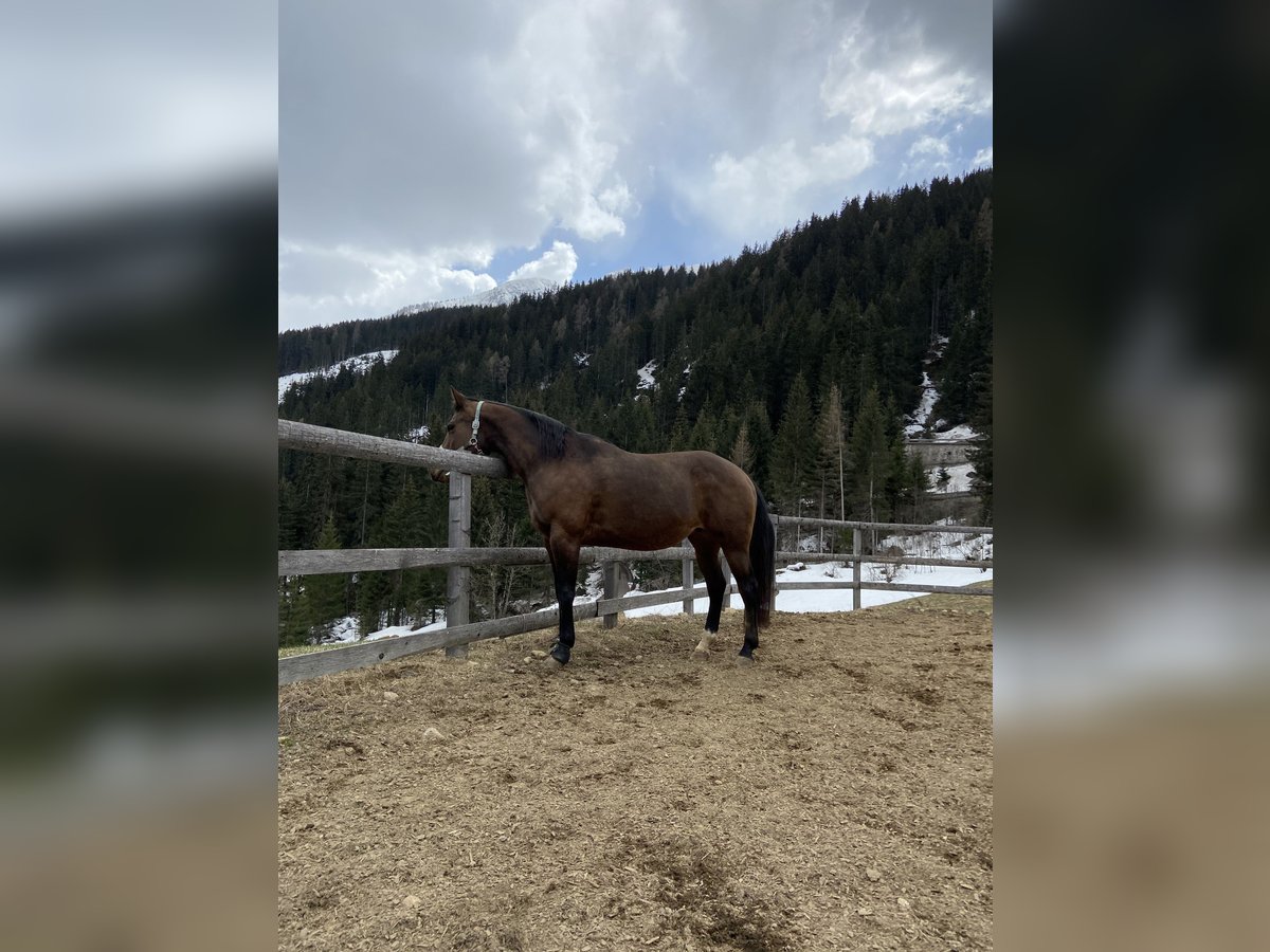 Appaloosa Giumenta 14 Anni 155 cm Baio in Brixen