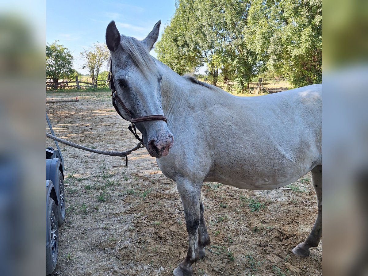 Appaloosa Giumenta 18 Anni 150 cm Baio roano in Tulln