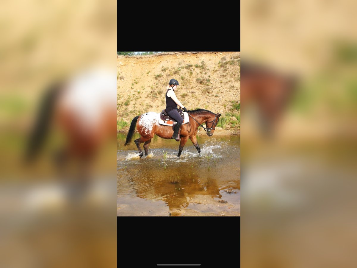 Appaloosa Giumenta 18 Anni 150 cm in Lübbow