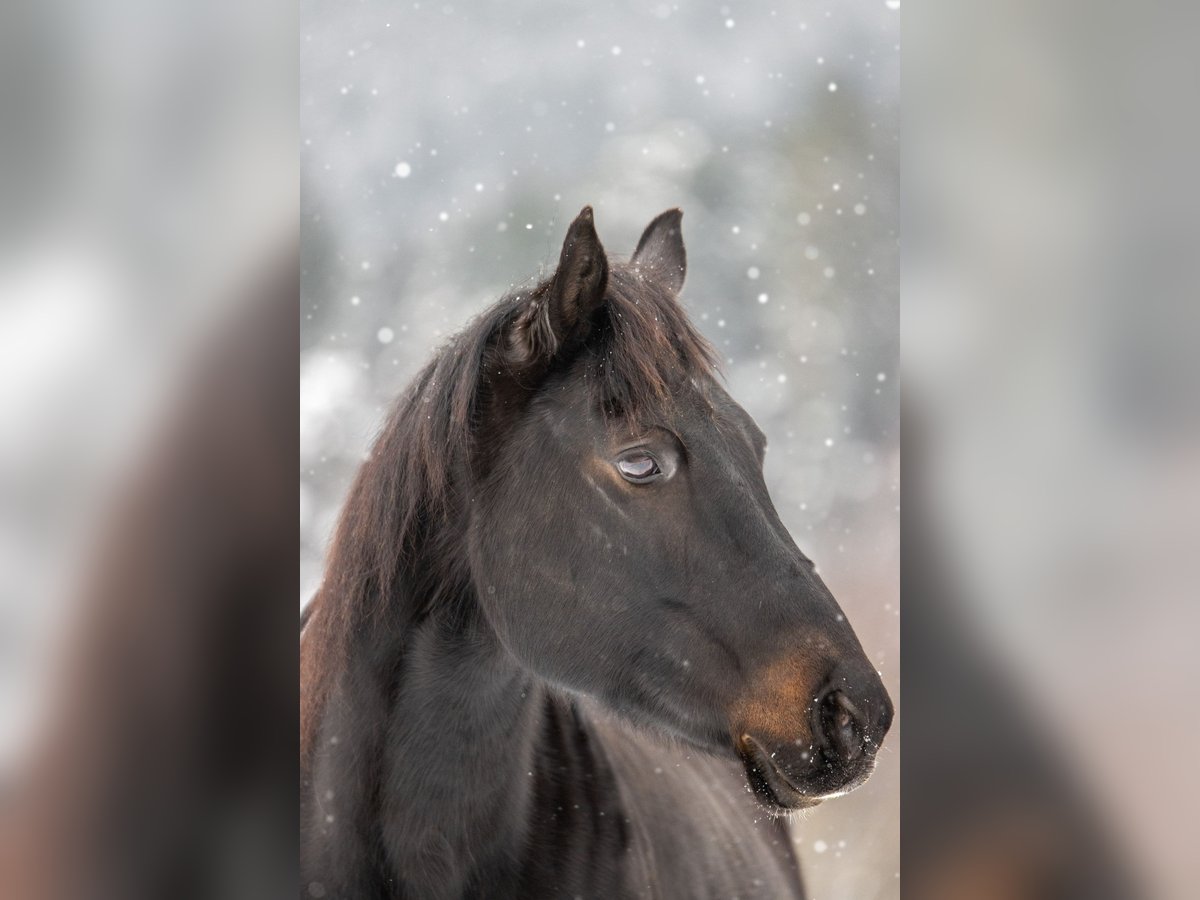 Appaloosa Giumenta 19 Anni 157 cm Baio nero in Baiersbronn