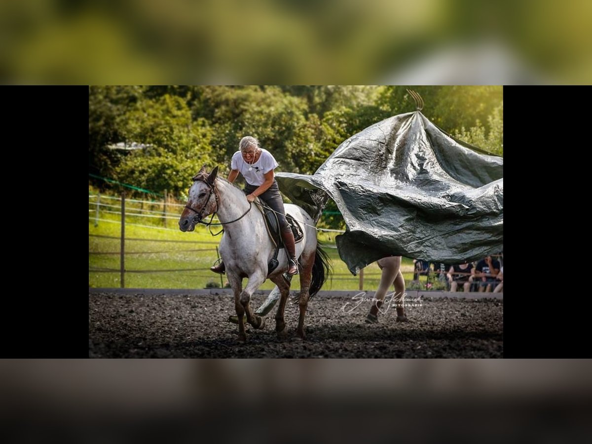 Appaloosa Giumenta 19 Anni 160 cm Roano rosso in Oberderdingen