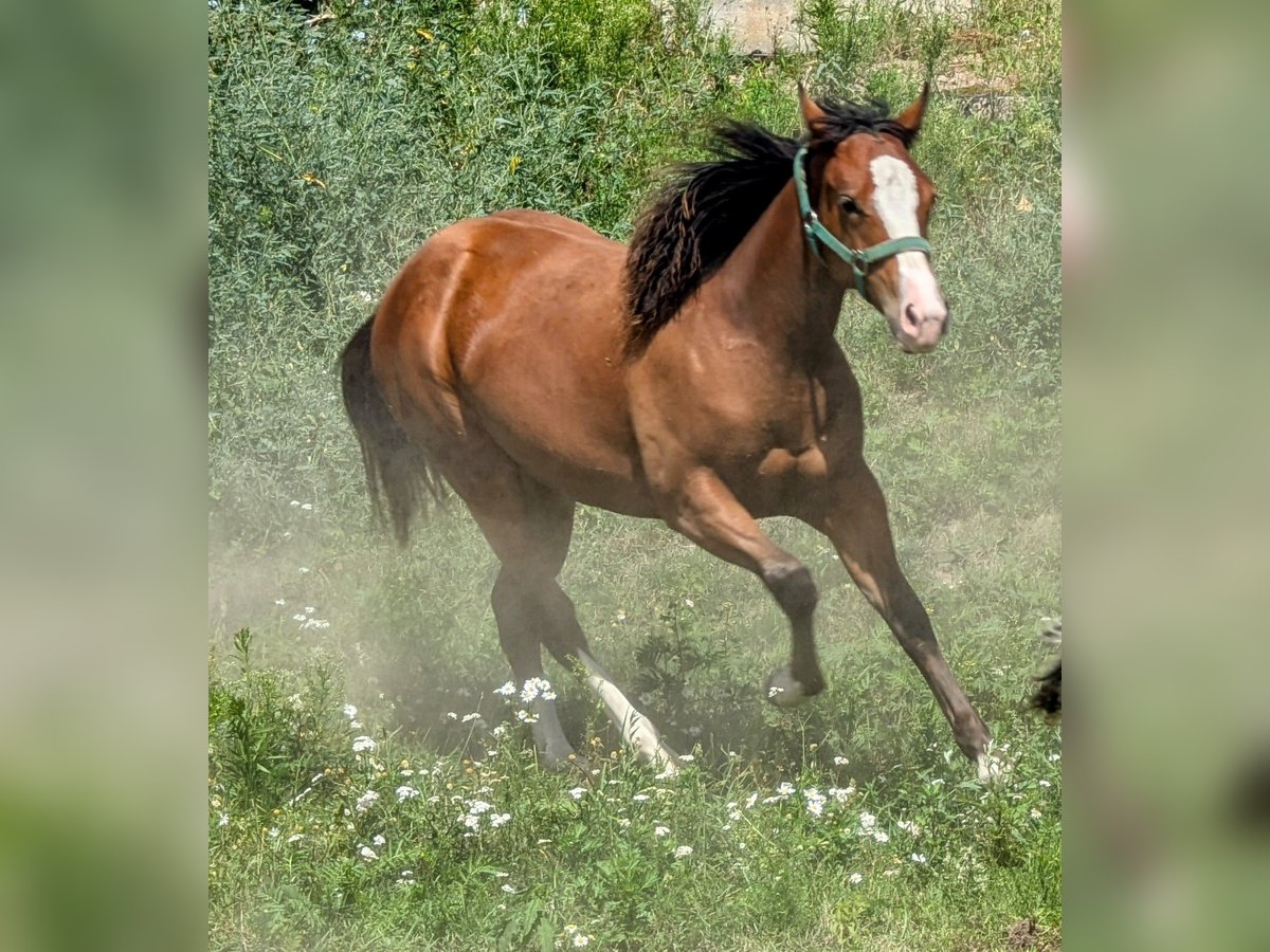 Appaloosa Giumenta 1 Anno 140 cm Baio in Jerichow