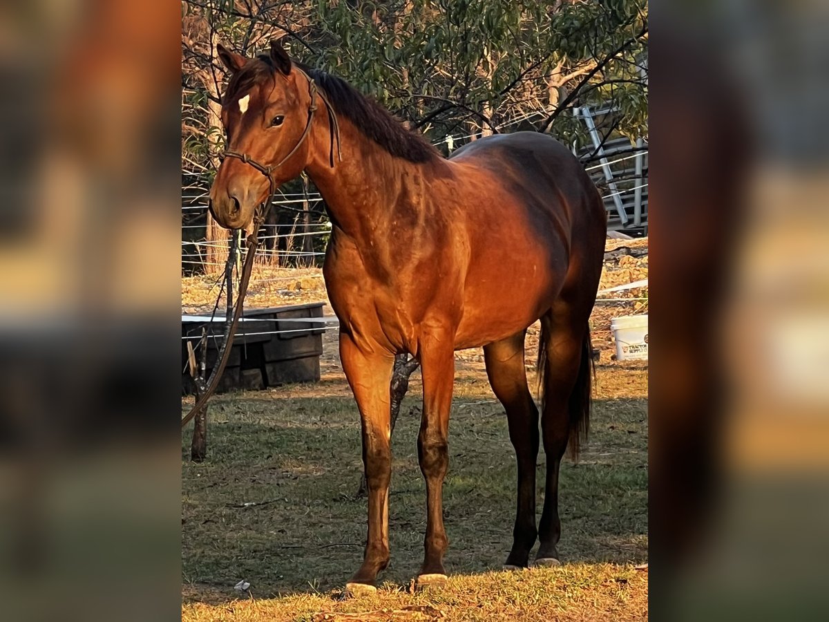 Appaloosa Giumenta 1 Anno 142 cm Baio ciliegia in Bumpus Mills