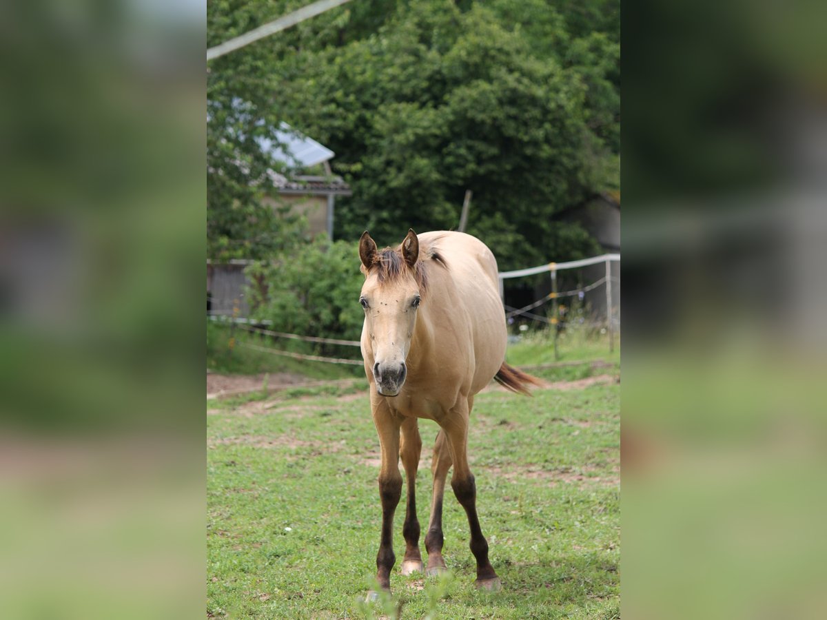 Appaloosa Mix Giumenta 1 Anno 150 cm Falbo in Morschen