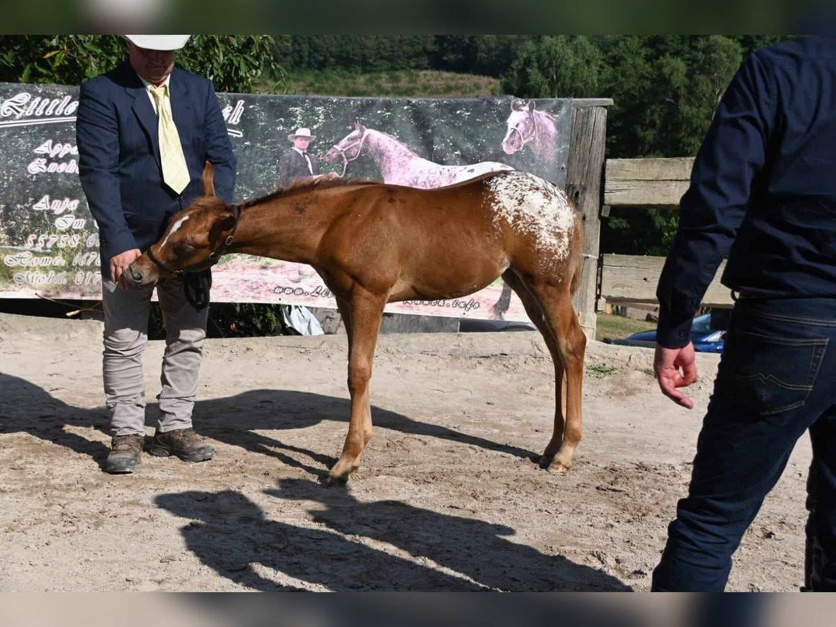 Appaloosa Giumenta 1 Anno 152 cm in Forchtenberg