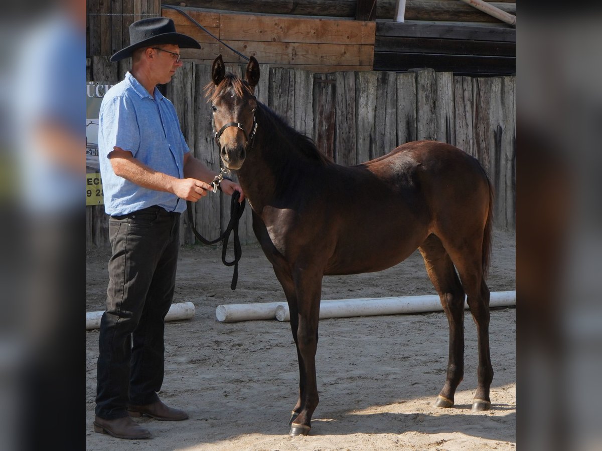 Appaloosa Giumenta 1 Anno 155 cm Baio in Münchweiler an der Alsenz