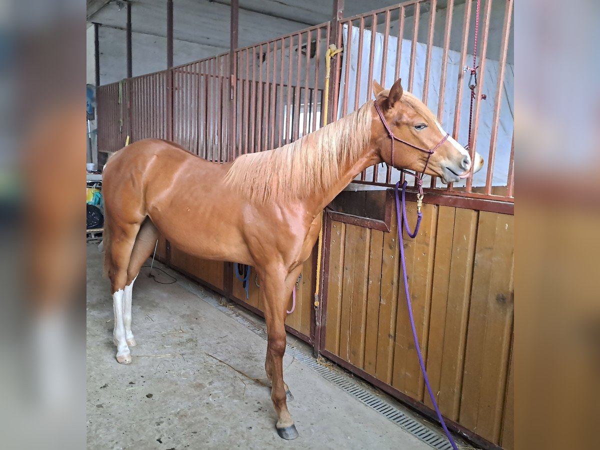 Appaloosa Giumenta 1 Anno 156 cm Sauro in Brand