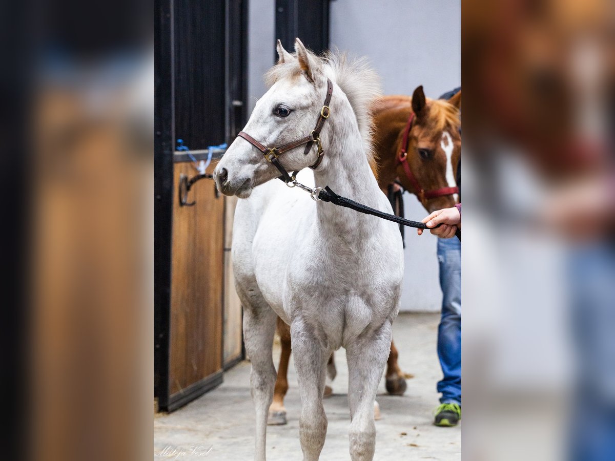 Appaloosa Giumenta 1 Anno in KOMENDA