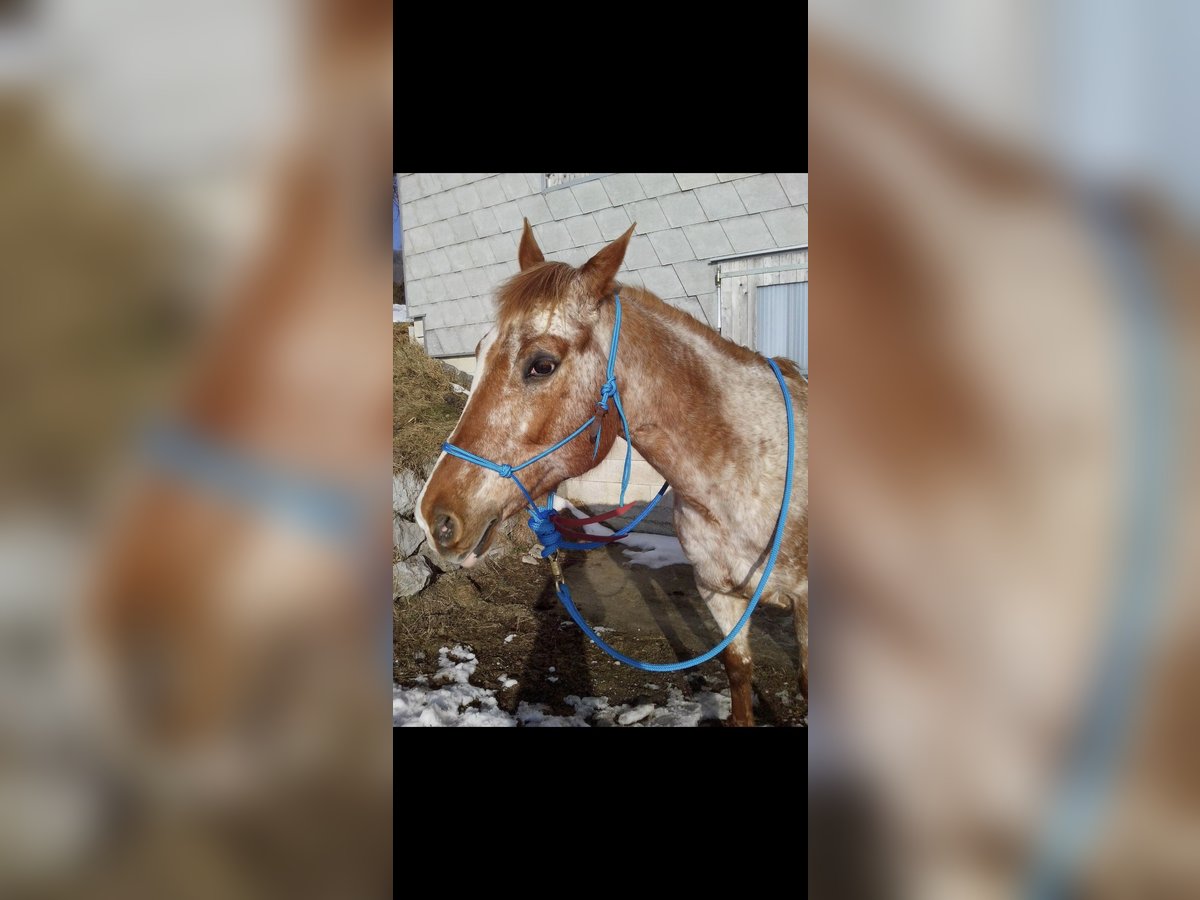 Appaloosa Giumenta 22 Anni 150 cm in Innerschwand