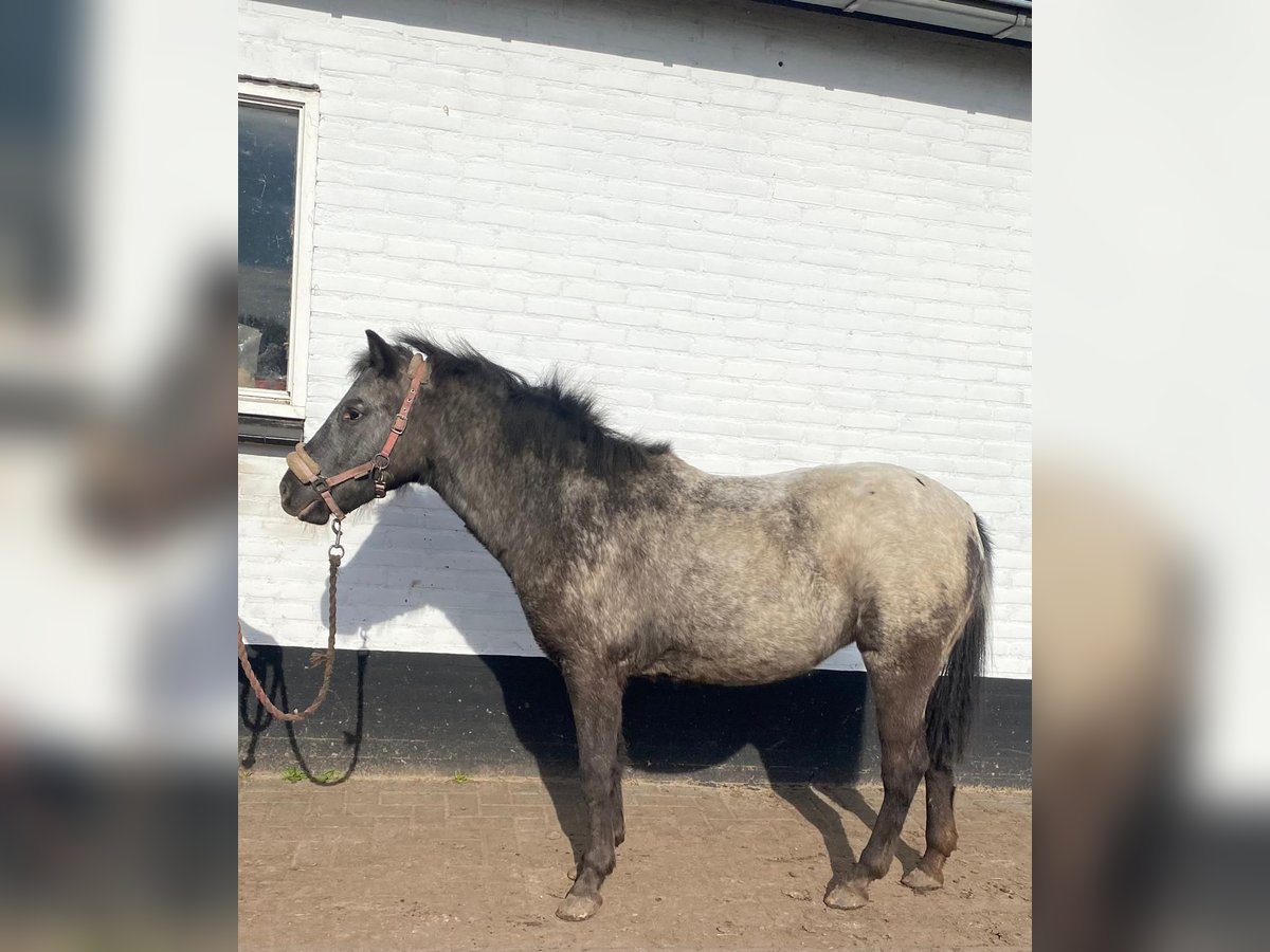 Appaloosa Giumenta 2 Anni 115 cm in Veghel