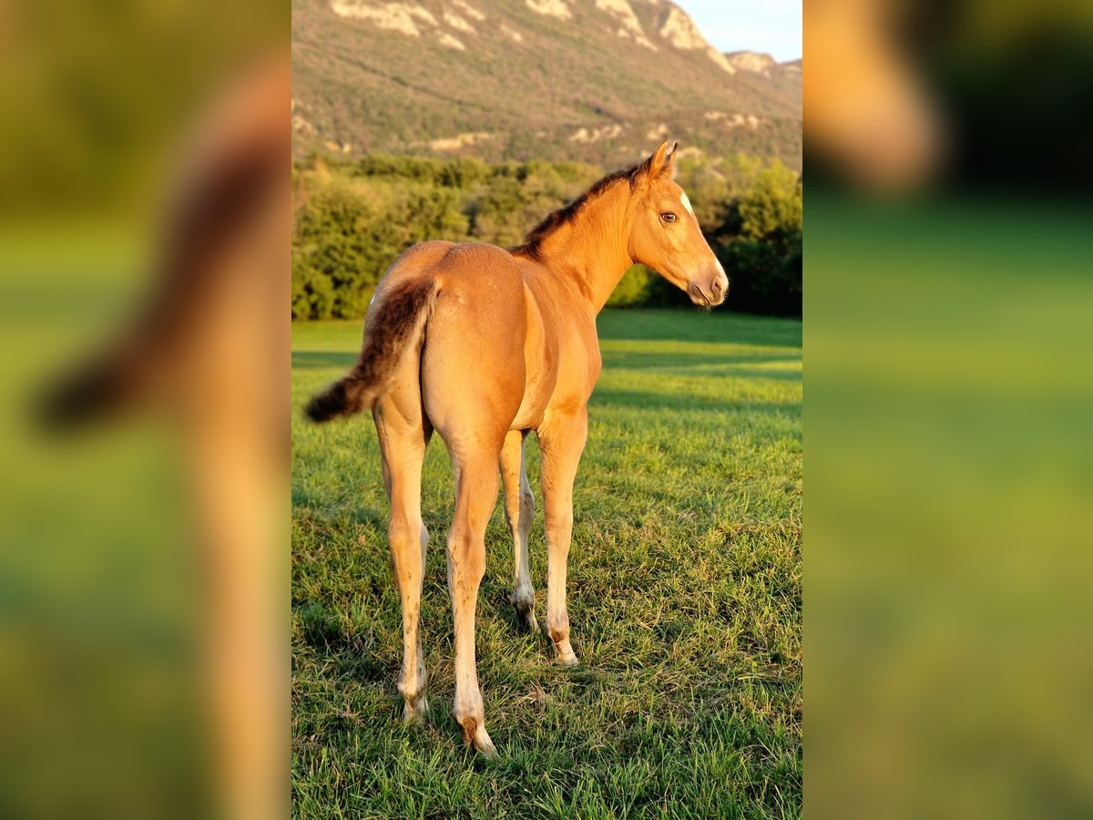 Appaloosa Giumenta 2 Anni 140 cm Pelle di daino in Nova Gorica