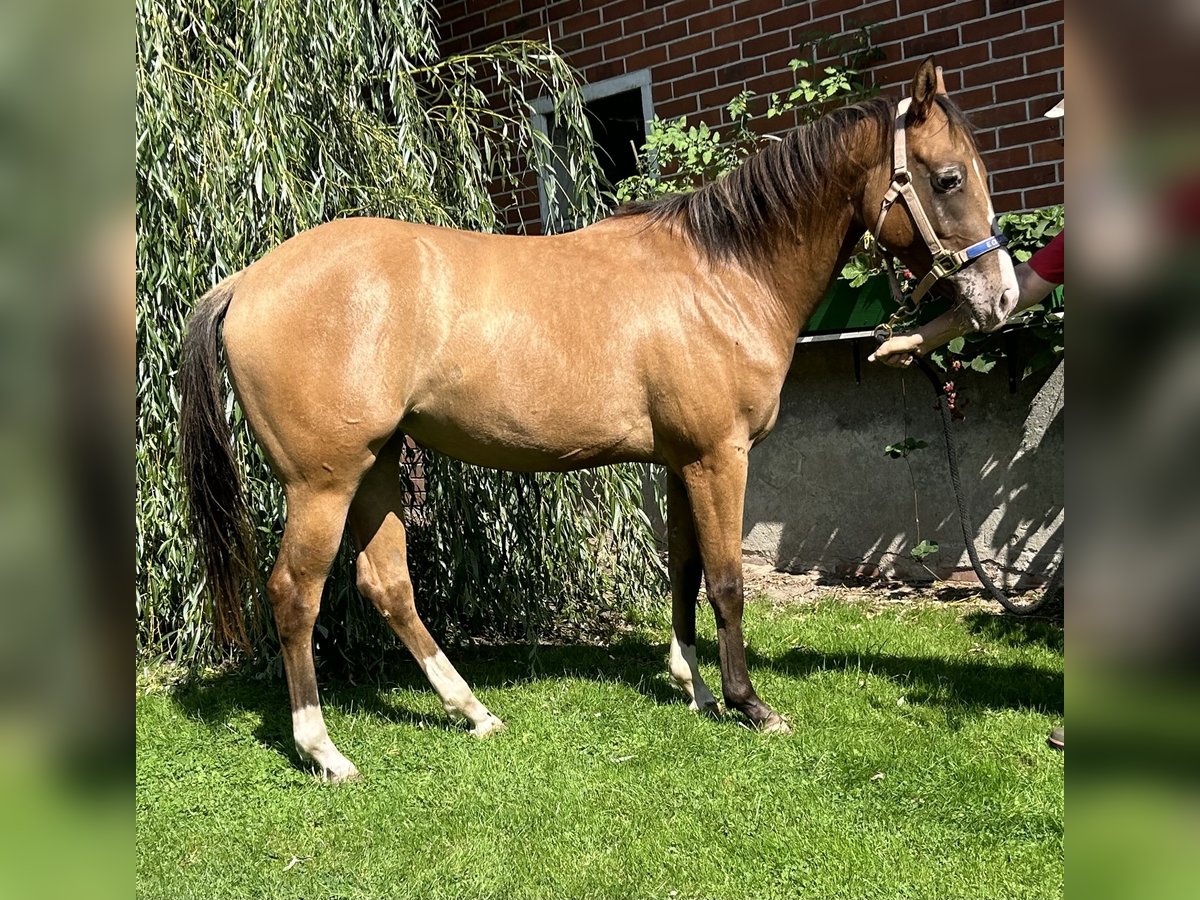 Appaloosa Giumenta 2 Anni 150 cm Falbo in Bruchhausen-Vilsen