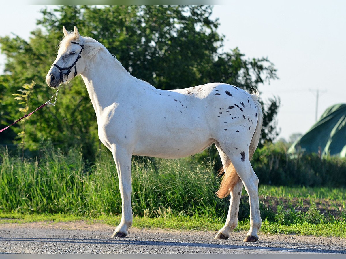 Appaloosa Giumenta 2 Anni 150 cm Leopard in radziejów