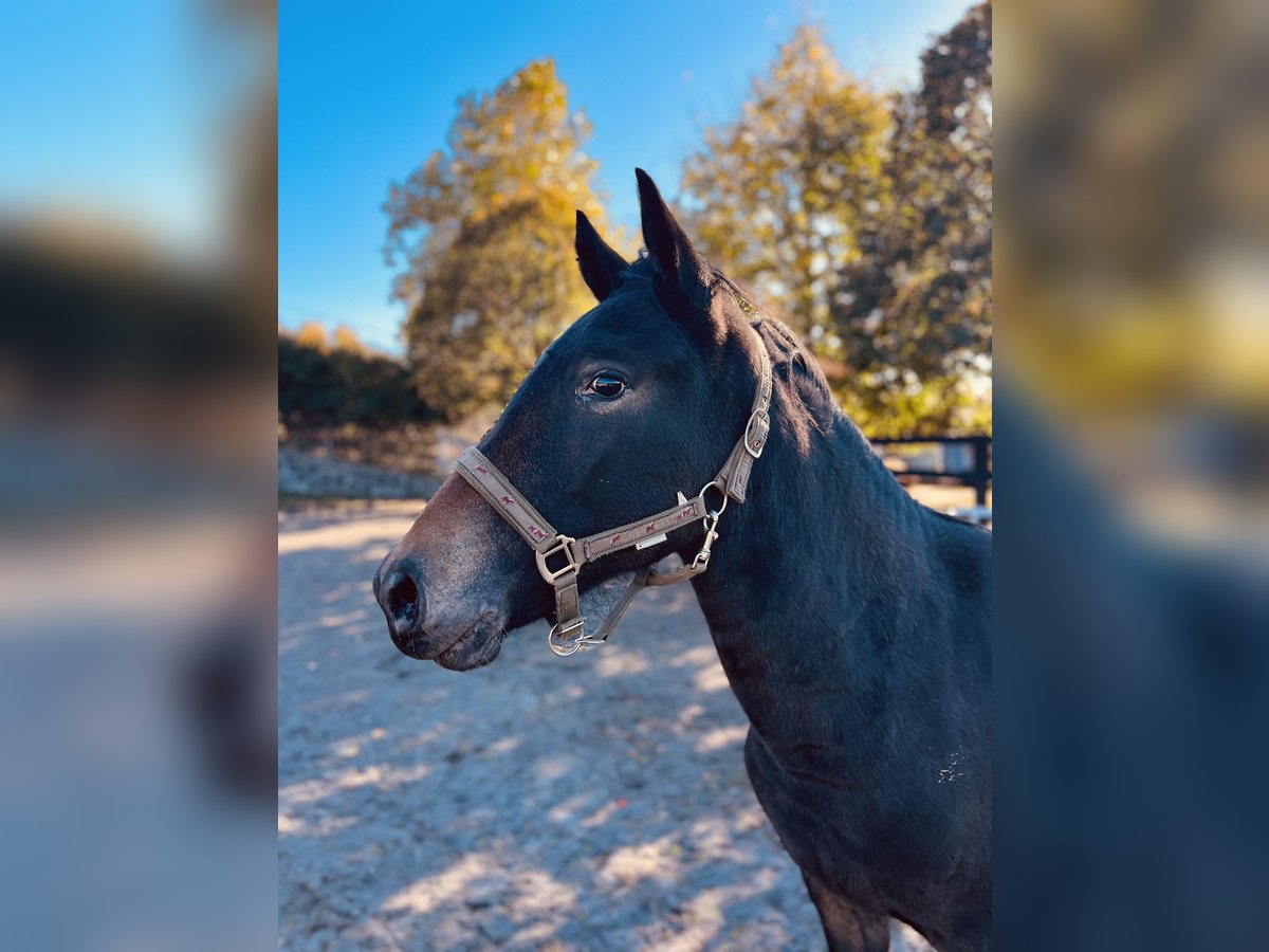 Appaloosa Giumenta 2 Anni Morello in Krupina