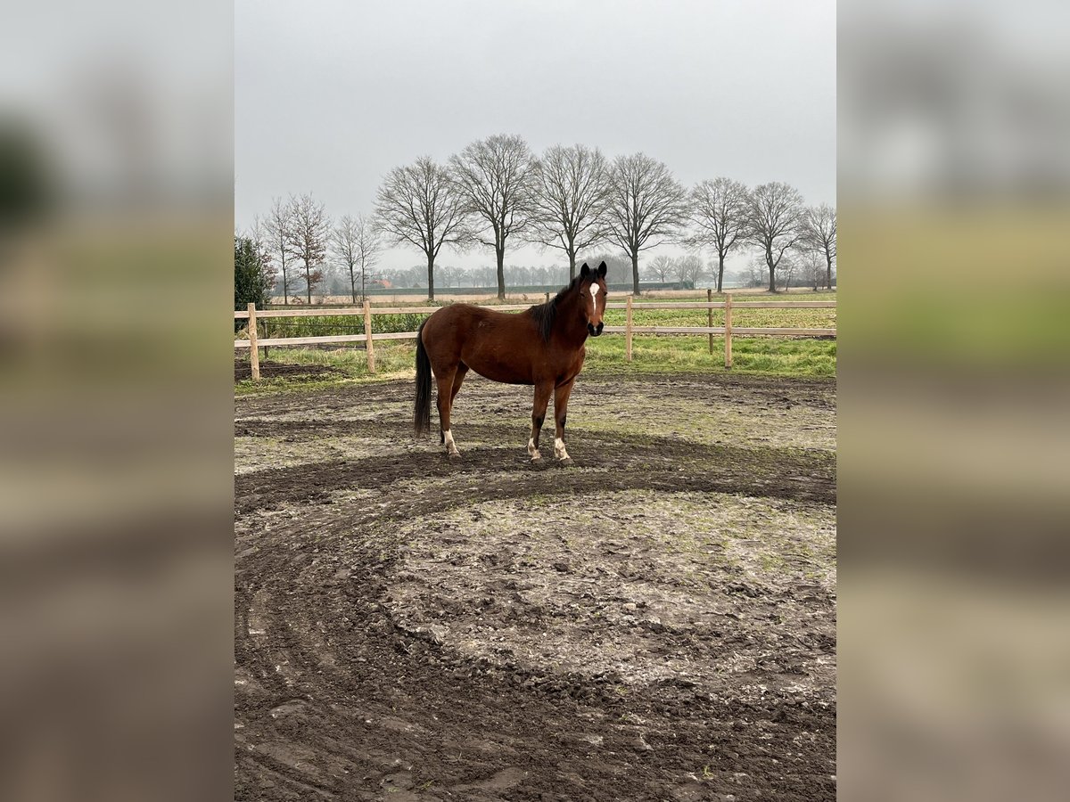 Appaloosa Mix Giumenta 3 Anni 150 cm Baio ciliegia in America