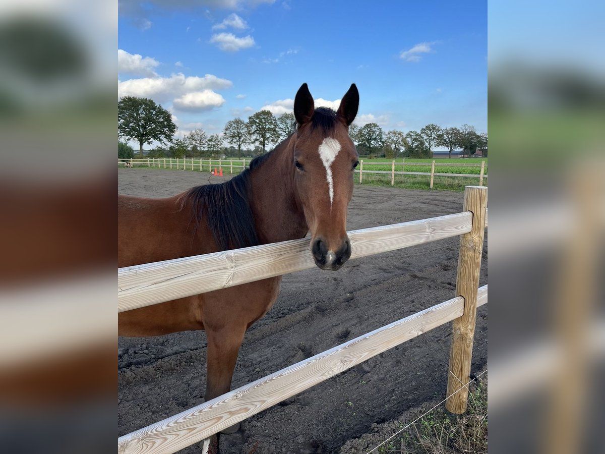 Appaloosa Mix Giumenta 3 Anni 150 cm Baio ciliegia in America