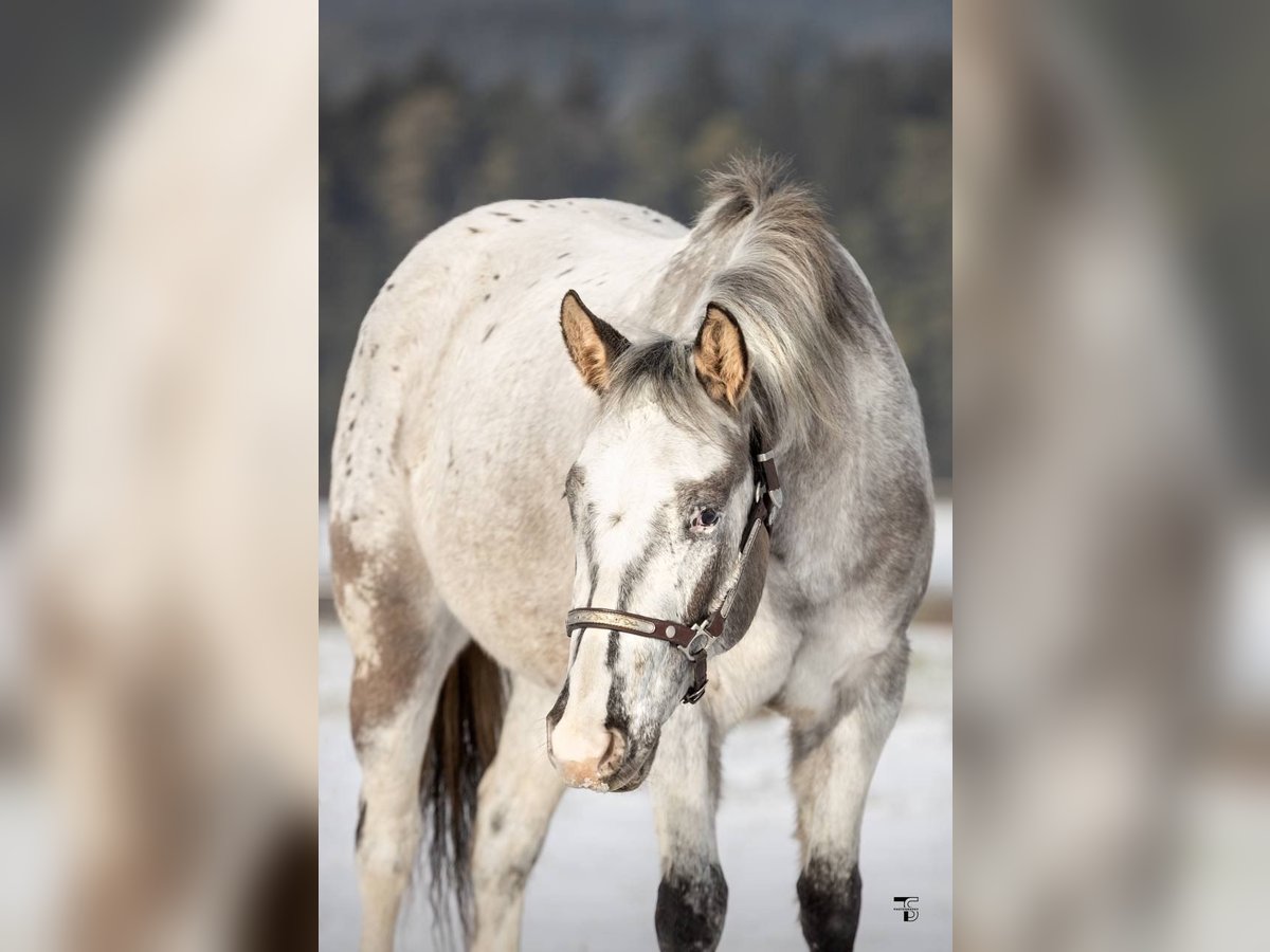 Appaloosa Giumenta 3 Anni 152 cm Grullo in Beratzhausen