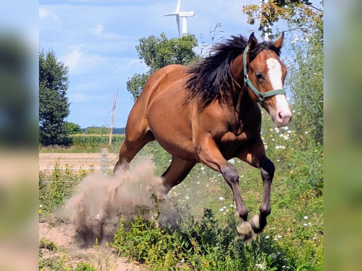 Appaloosa Giumenta 3 Anni 155 cm Baio in Jerichow