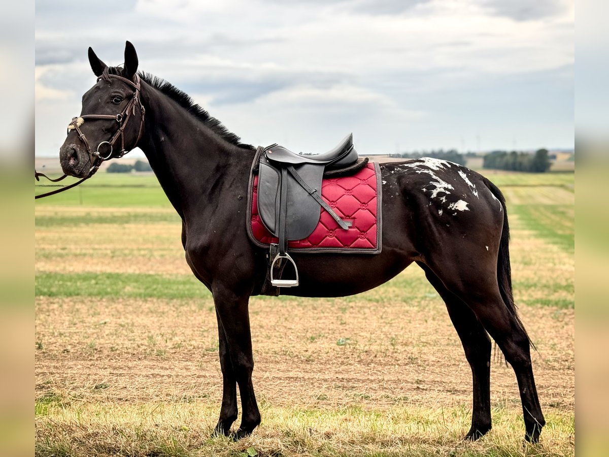 Appaloosa Giumenta 3 Anni 155 cm Morello in Wülperode