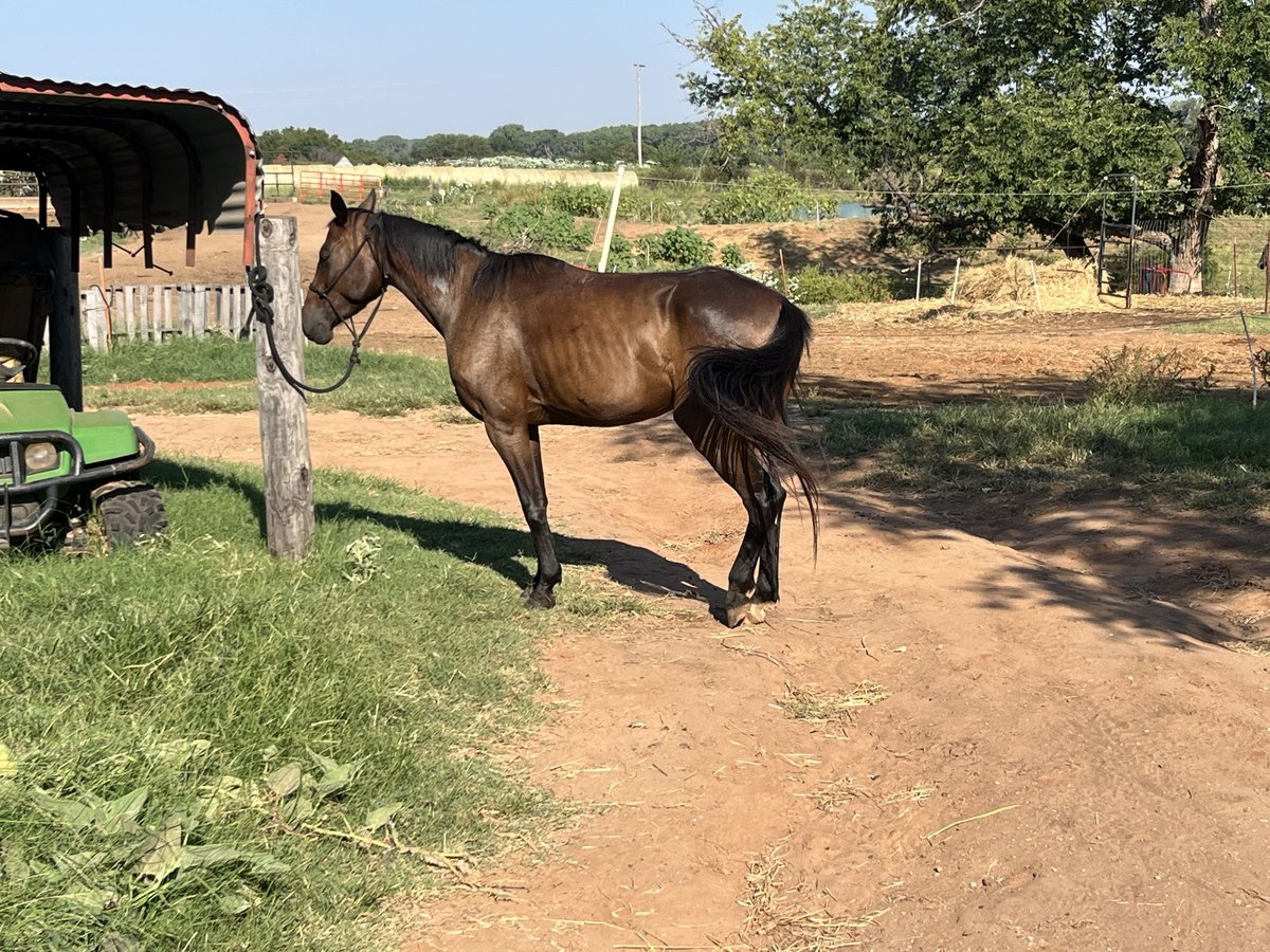 Appaloosa Mix Giumenta 4 Anni 142 cm Baio ciliegia in Perkins