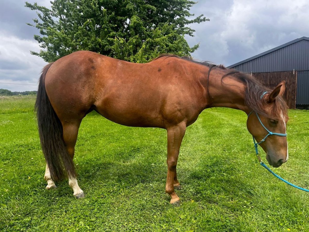 Appaloosa Giumenta 4 Anni 146 cm Sauro in Willebadessen