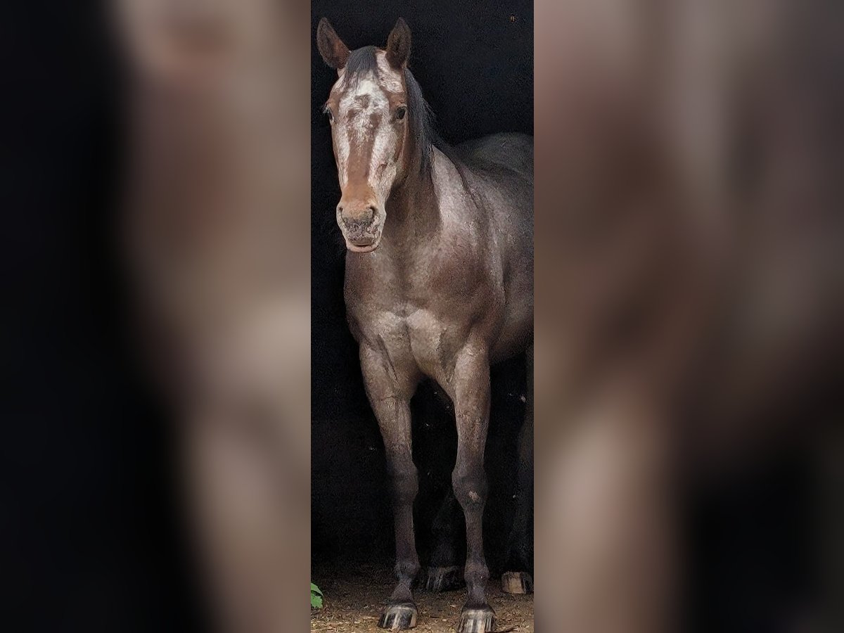 Appaloosa Giumenta 4 Anni 148 cm Falbo in Rödinghausen