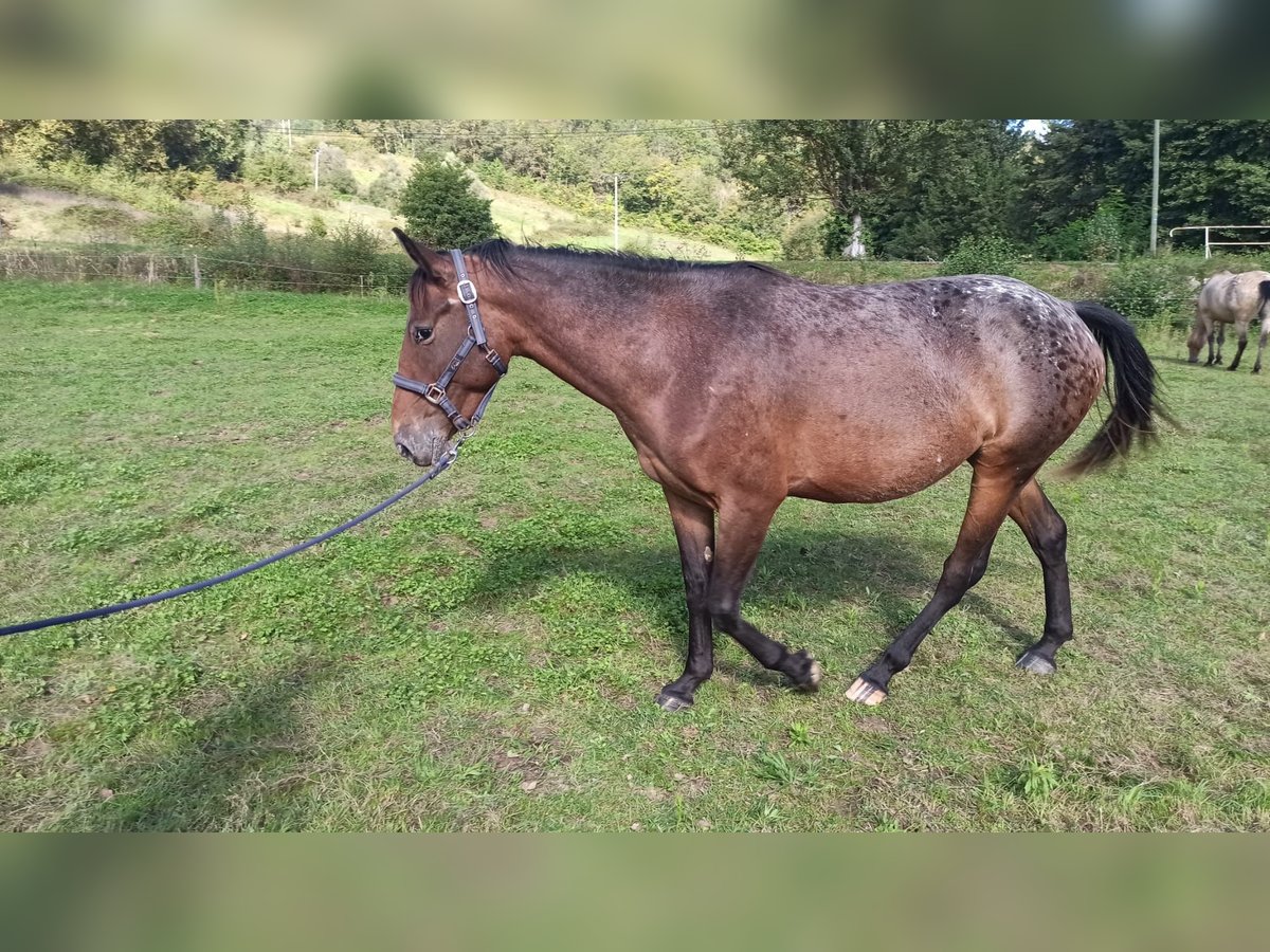 Appaloosa Giumenta 4 Anni 153 cm Baio scuro in Montbrun-Bocage