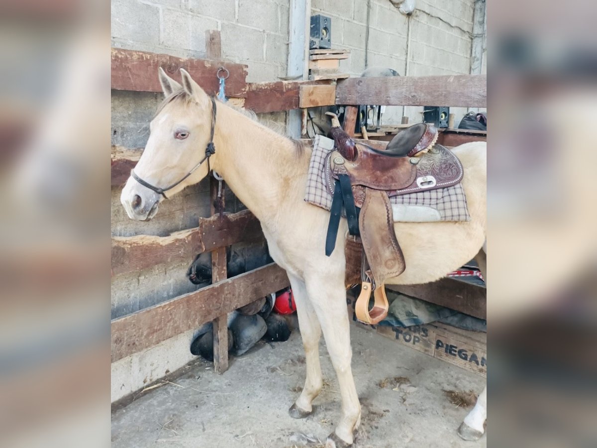 Appaloosa Giumenta 4 Anni 155 cm Champagne in Istres