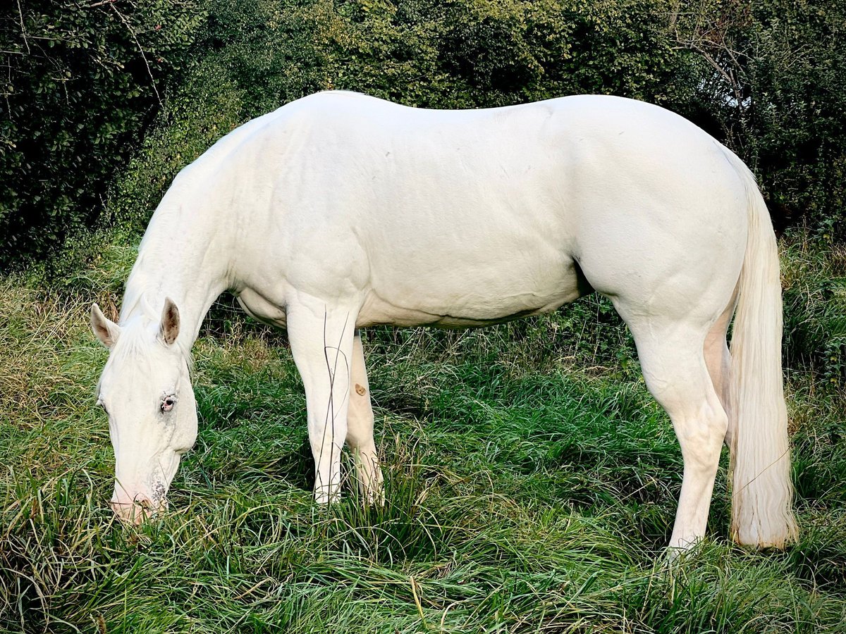 Appaloosa Giumenta 4 Anni 158 cm in Liebenau