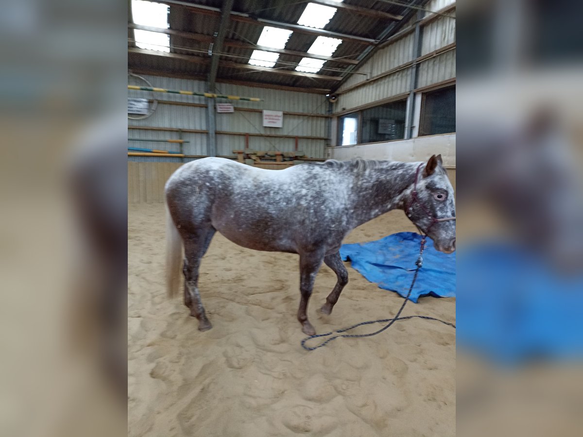 Appaloosa Giumenta 4 Anni 160 cm Leopard in Nieuwkuijk