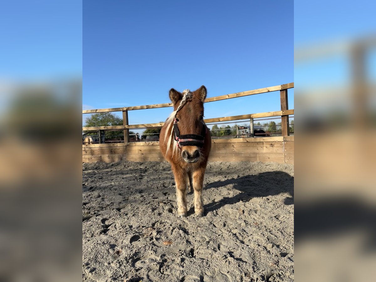 Appaloosa Giumenta 4 Anni 85 cm in Batenburg