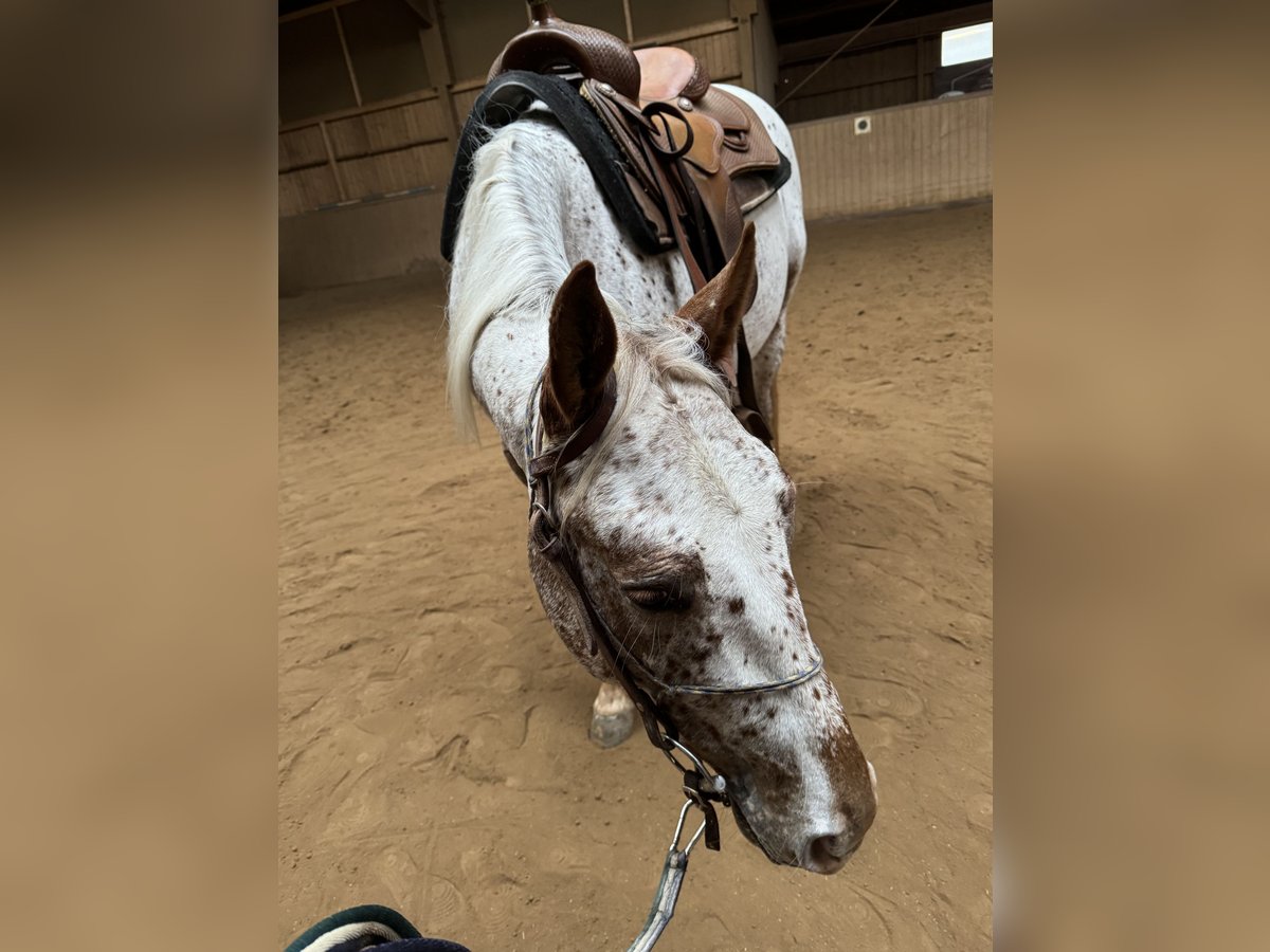 Appaloosa Giumenta 5 Anni 148 cm Sauro in Schlüsselfeld