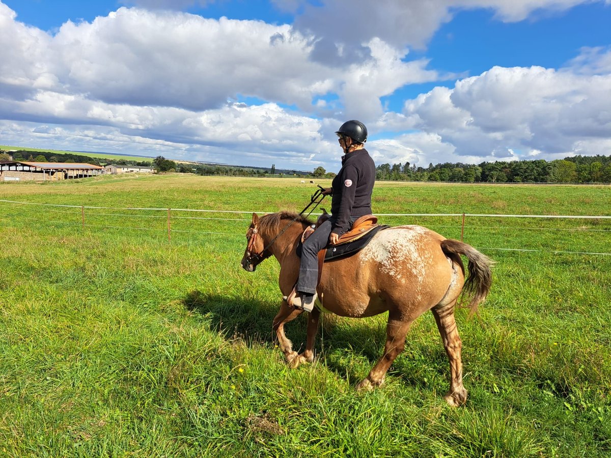 Appaloosa Giumenta 5 Anni 152 cm Leopard in Meisdorf