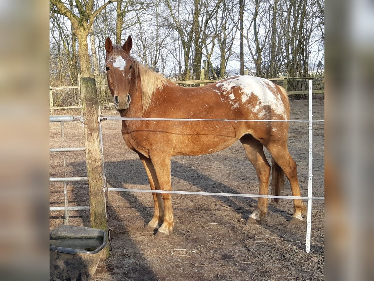 Appaloosa Mix Giumenta 6 Anni 147 cm Leopard in Wurster Nordseek&#xFC;ste