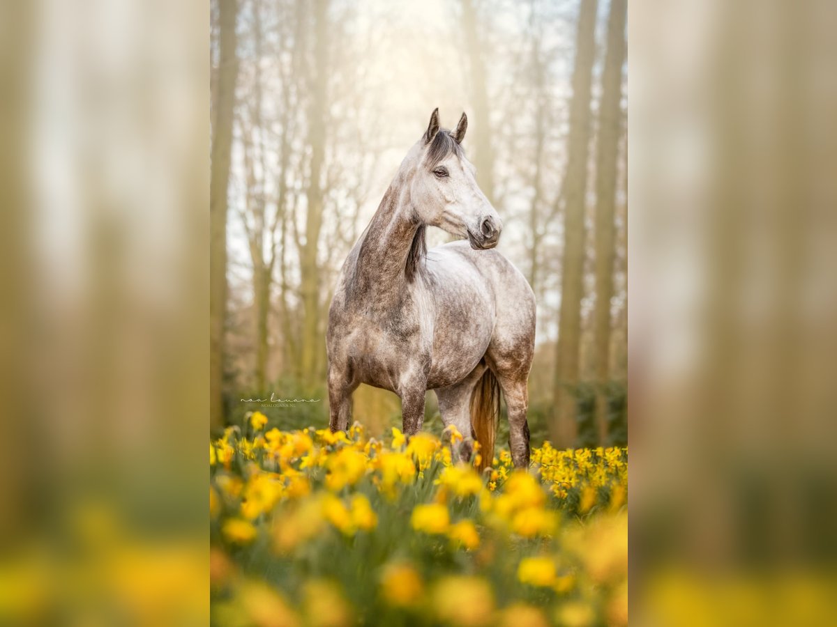 Appaloosa Mix Giumenta 6 Anni 152 cm Leardo in Enschede