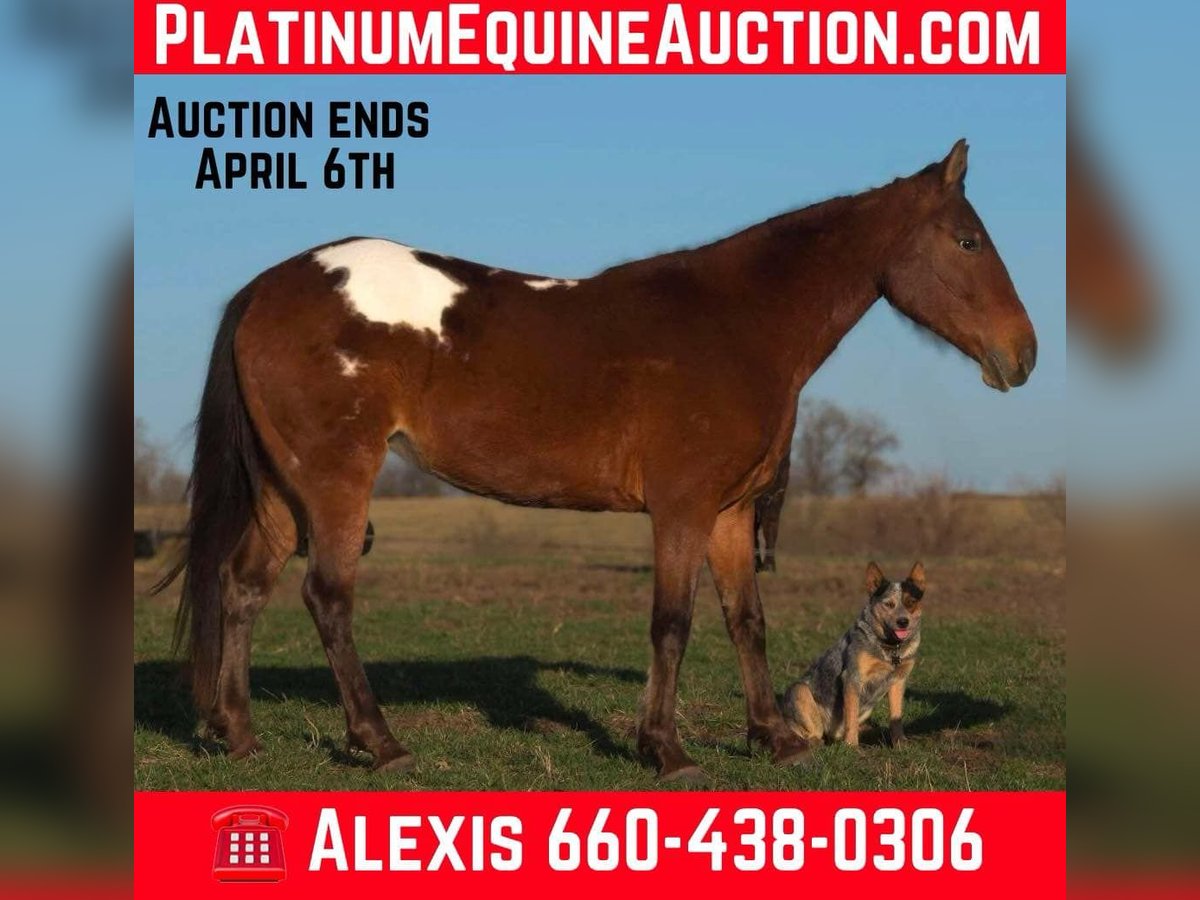 Appaloosa Giumenta 7 Anni 137 cm in Camp Cole, MO