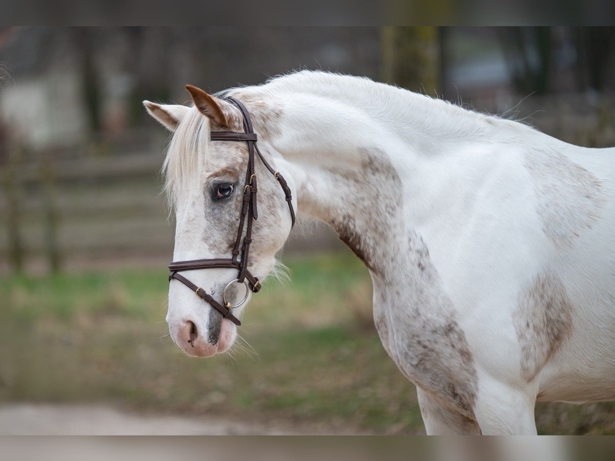 Appaloosa Giumenta 7 Anni 148 cm Grigio in GROTE-BROGEL