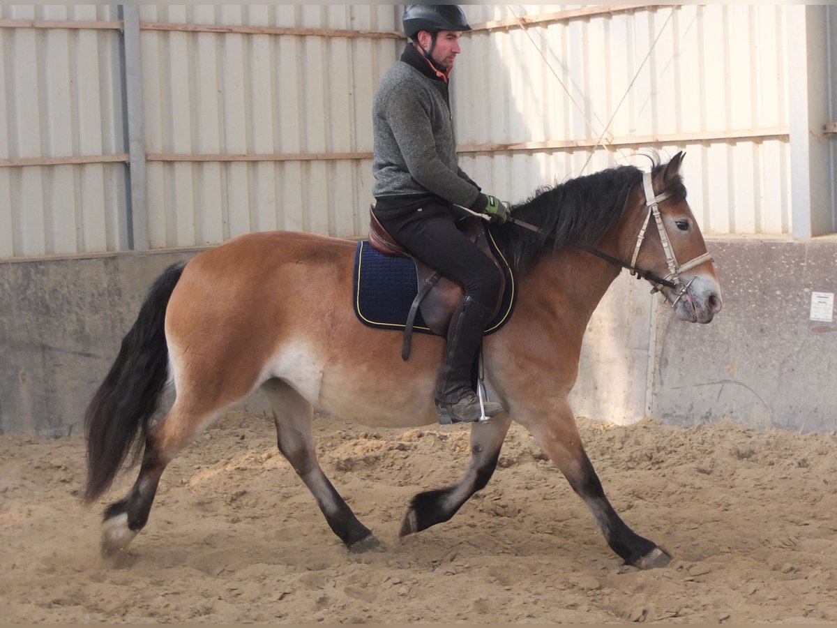 Appaloosa Mix Giumenta 7 Anni 149 cm Baio chiaro in Buttstädt