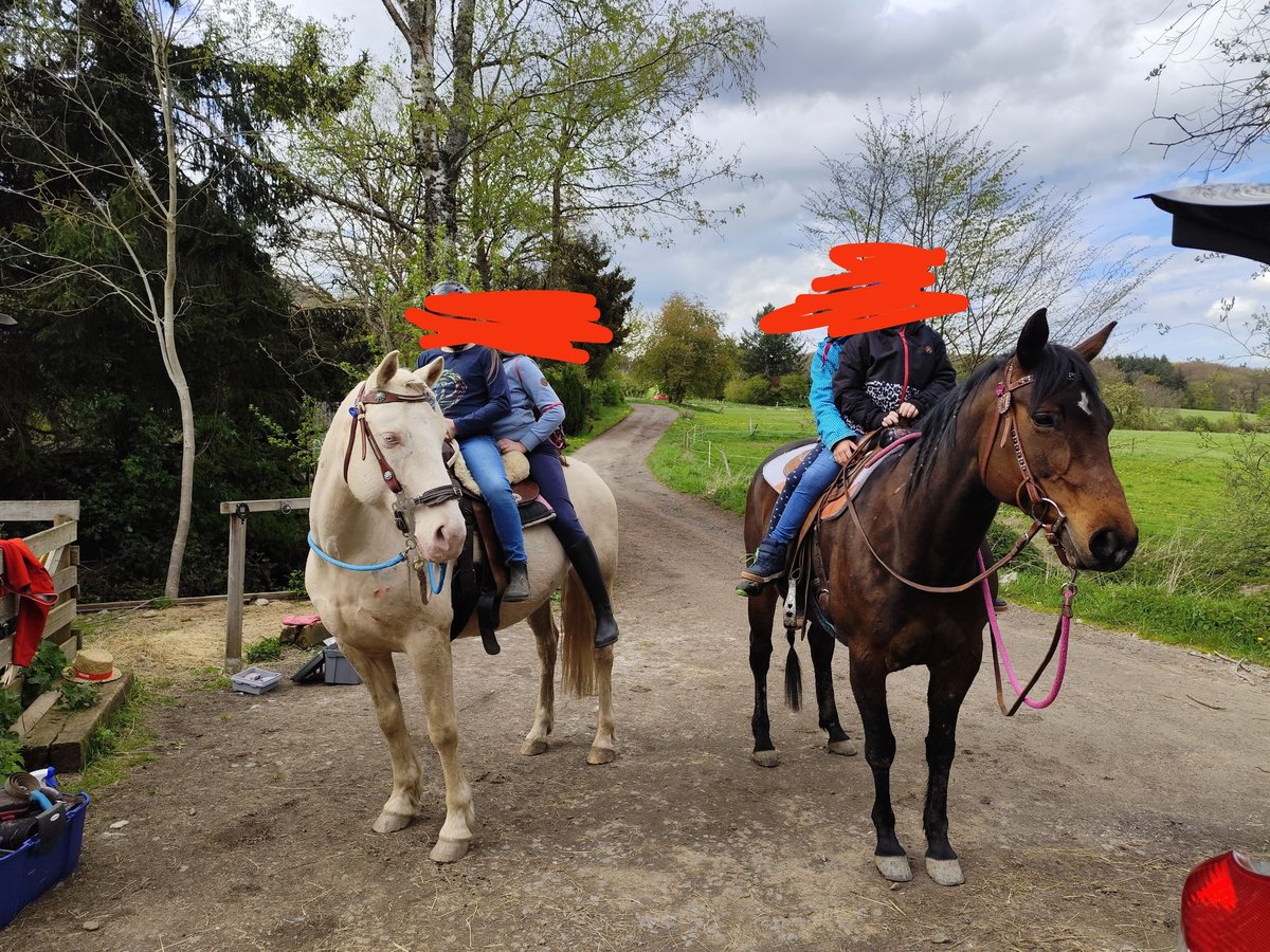 Appaloosa Giumenta 7 Anni 153 cm Baio scuro in Kempenich