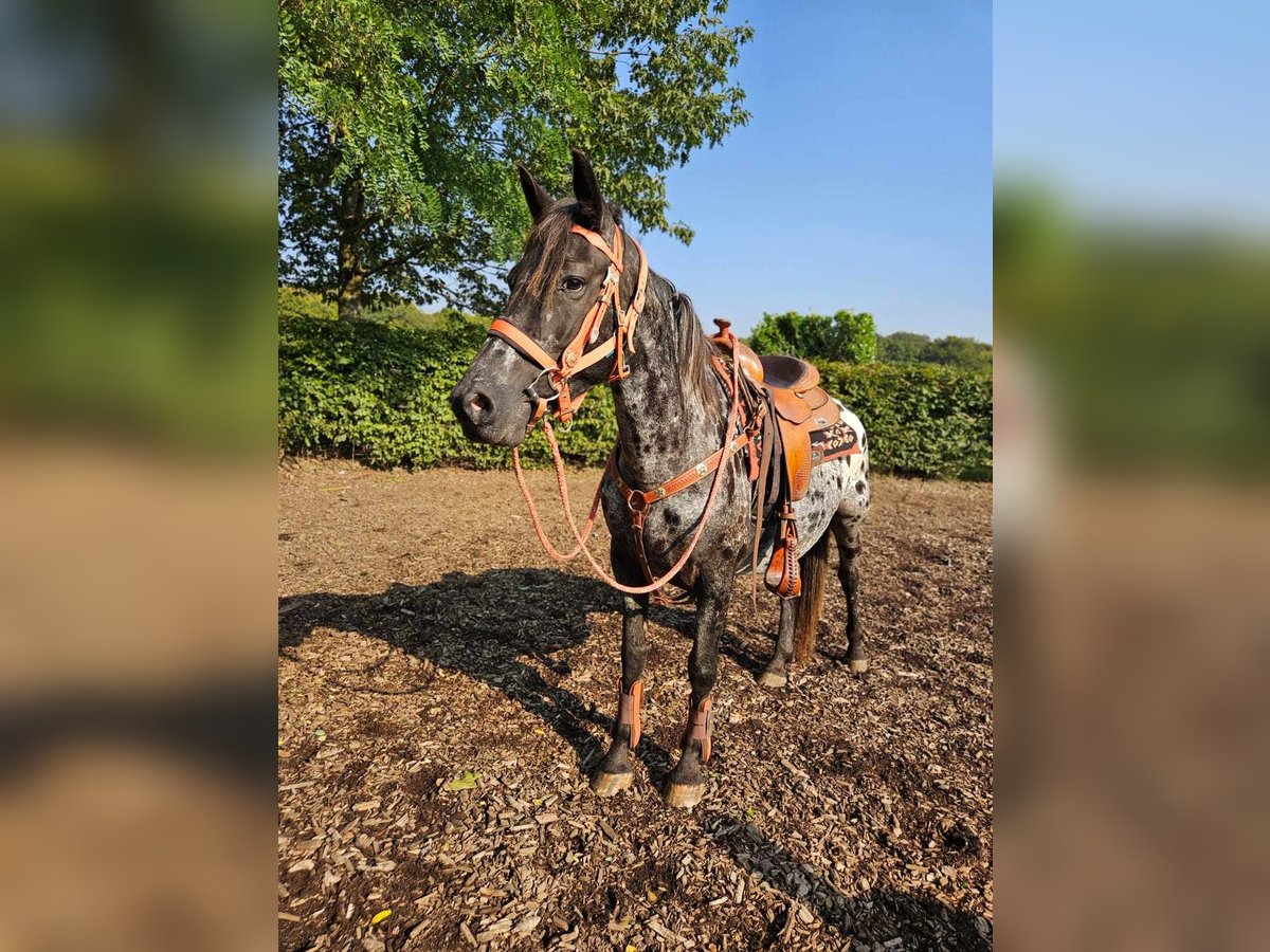 Appaloosa Giumenta 7 Anni 153 cm Leopard in Linkenbach