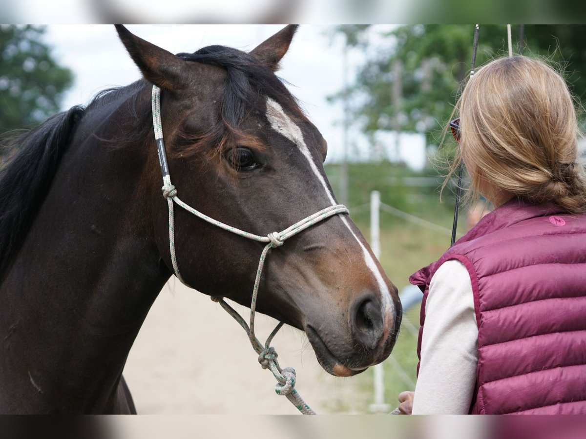 Appaloosa Giumenta 8 Anni 151 cm Baio in Oldenburg