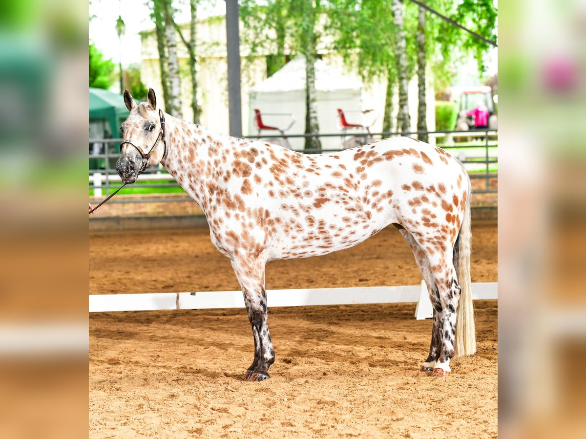 Appaloosa Giumenta 8 Anni Pelle di daino in TOULOUSE