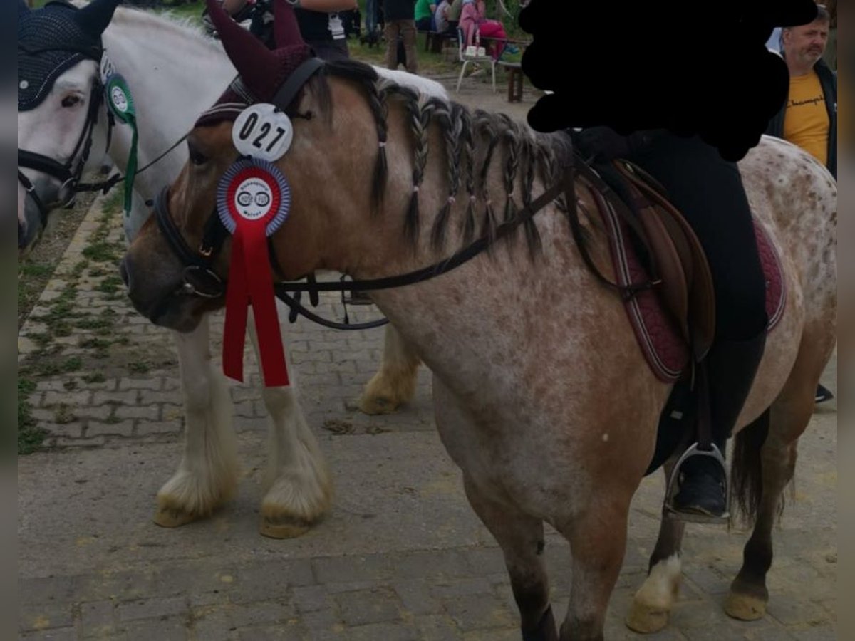 Appaloosa Mix Giumenta 9 Anni 140 cm Leopard in Arnsberg